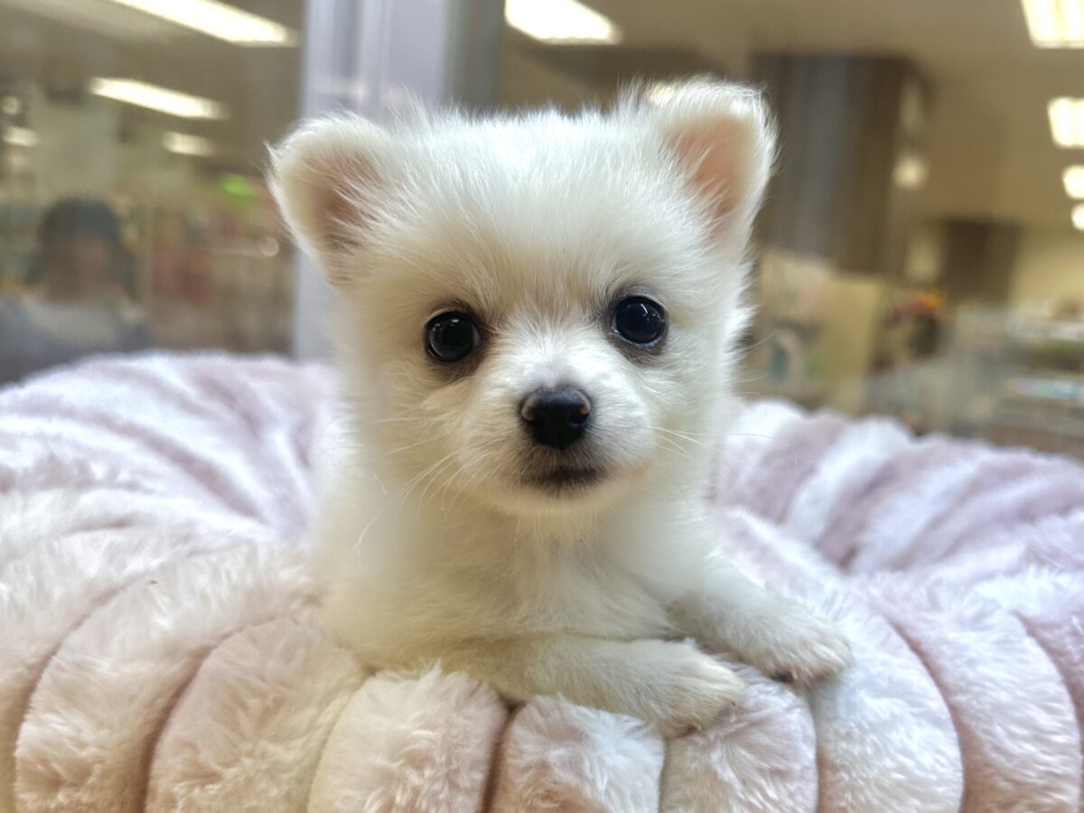 ポメチー（ポメチワ）