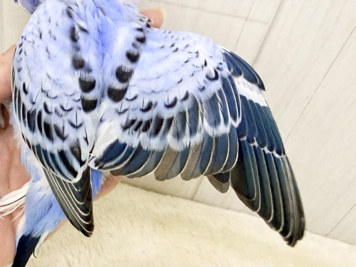 口ばしが真っ黒け〜のセキセイインコのヒナ(ブルーオパーリン)入荷しました❤️ セキセイインコ