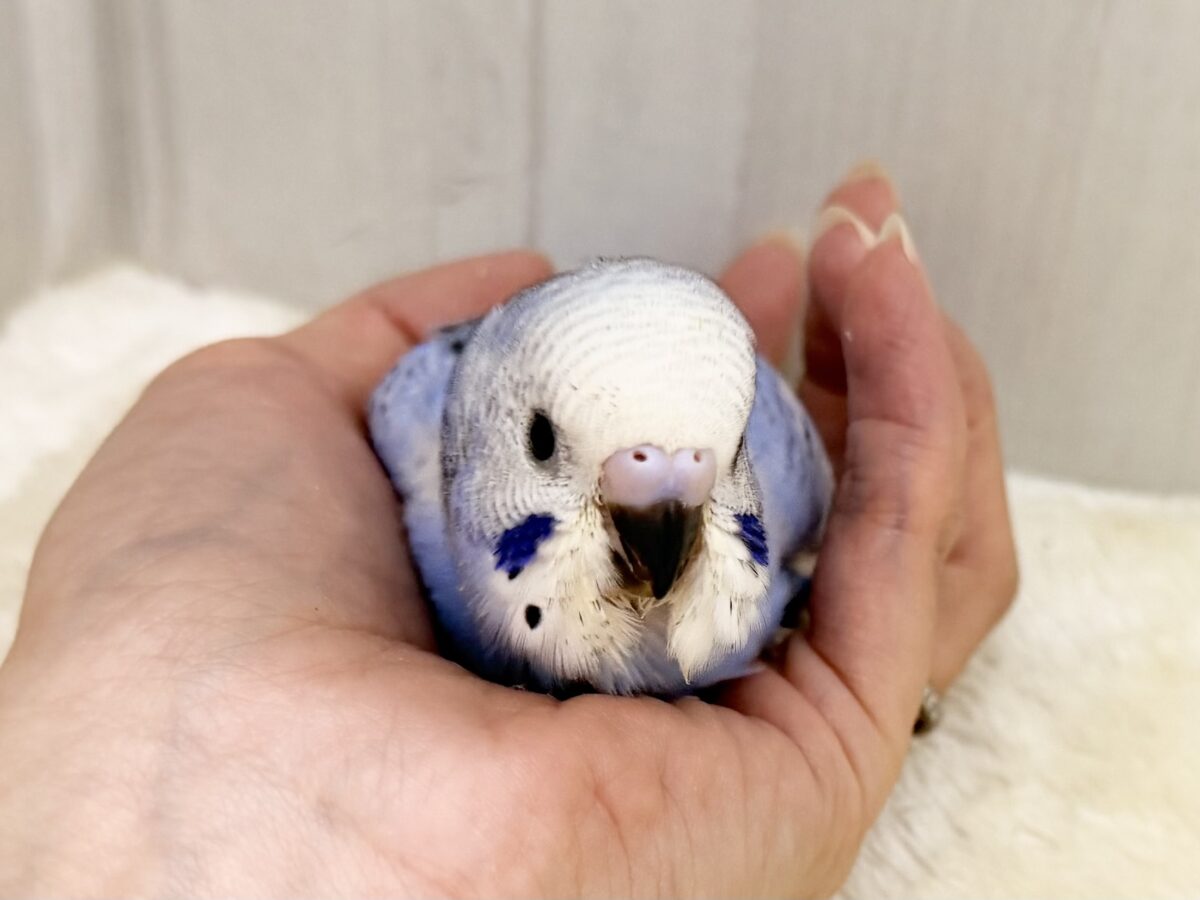口ばしが真っ黒け〜のセキセイインコのヒナ(ブルーオパーリン)入荷しました❤️ セキセイインコ
