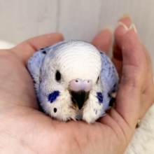 口ばしが真っ黒け〜のセキセイインコのヒナ(ブルーオパーリン)入荷しました❤️