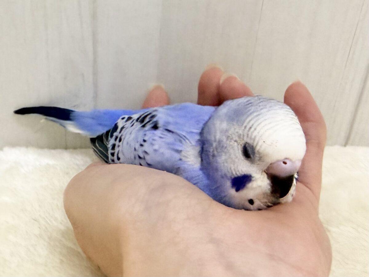 口ばしが真っ黒け〜のセキセイインコのヒナ(ブルーオパーリン)入荷しました❤️ セキセイインコ