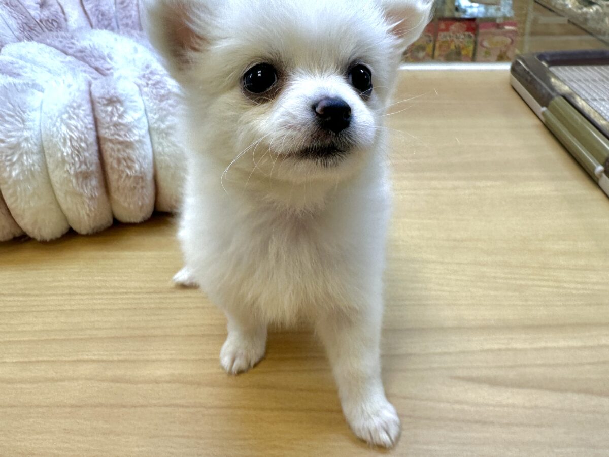 ポメチー（ポメチワ）