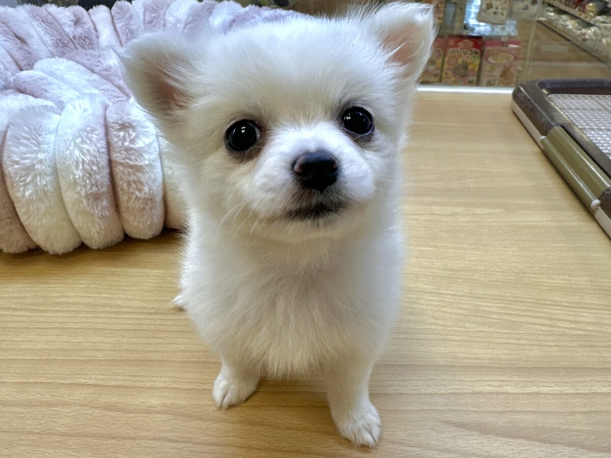ポメチー（ポメチワ）