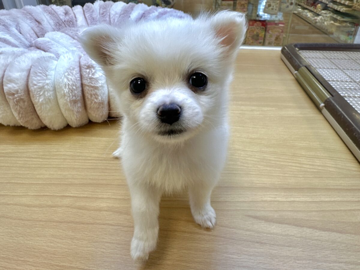 ポメチー（ポメチワ）