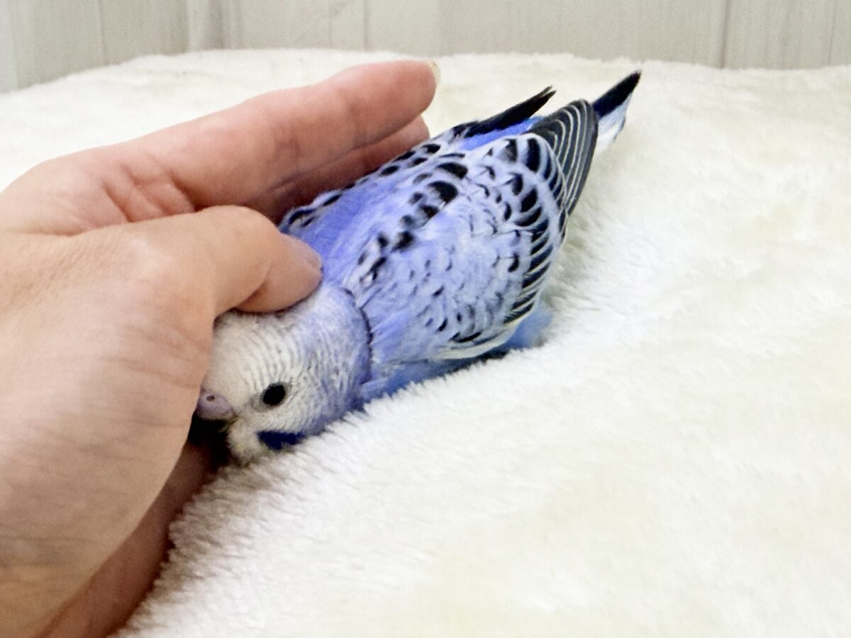 口ばしが真っ黒け〜のセキセイインコのヒナ(ブルーオパーリン)入荷しました❤️ セキセイインコ