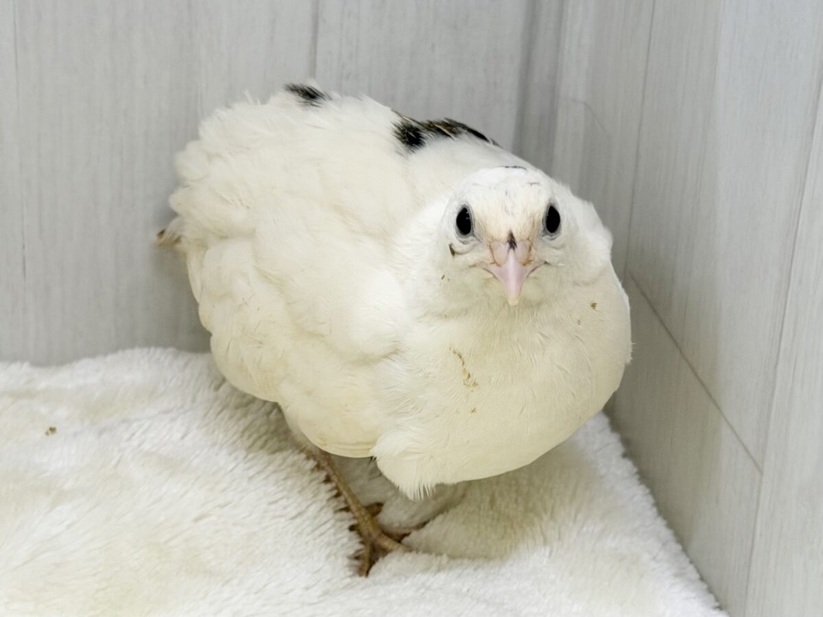 白ウズラ