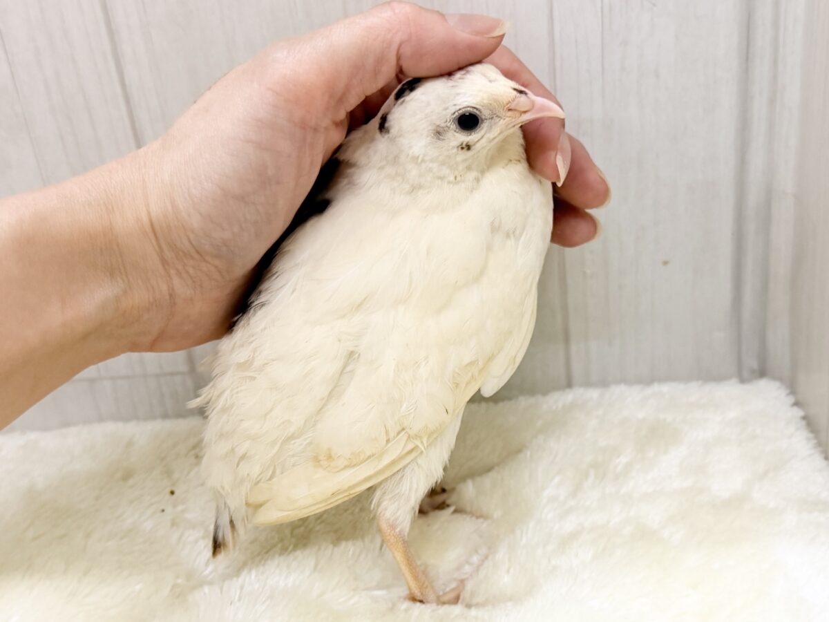 白ウズラ