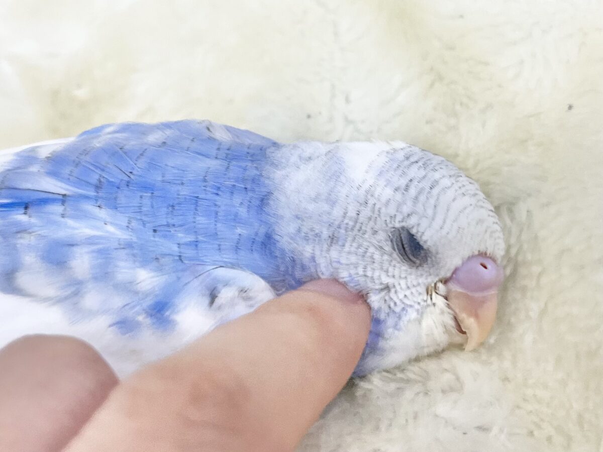 【🆙最新画像あり‼️】まるまるどっしりボディ☁️🩵 セキセイインコ(ブルースパングルパイド) セキセイインコ