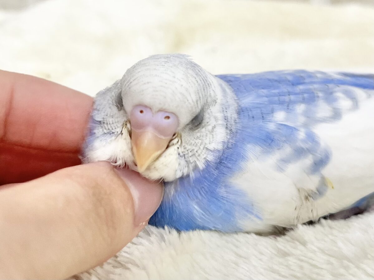 【🆙最新画像あり‼️】まるまるどっしりボディ☁️🩵 セキセイインコ(ブルースパングルパイド) セキセイインコ