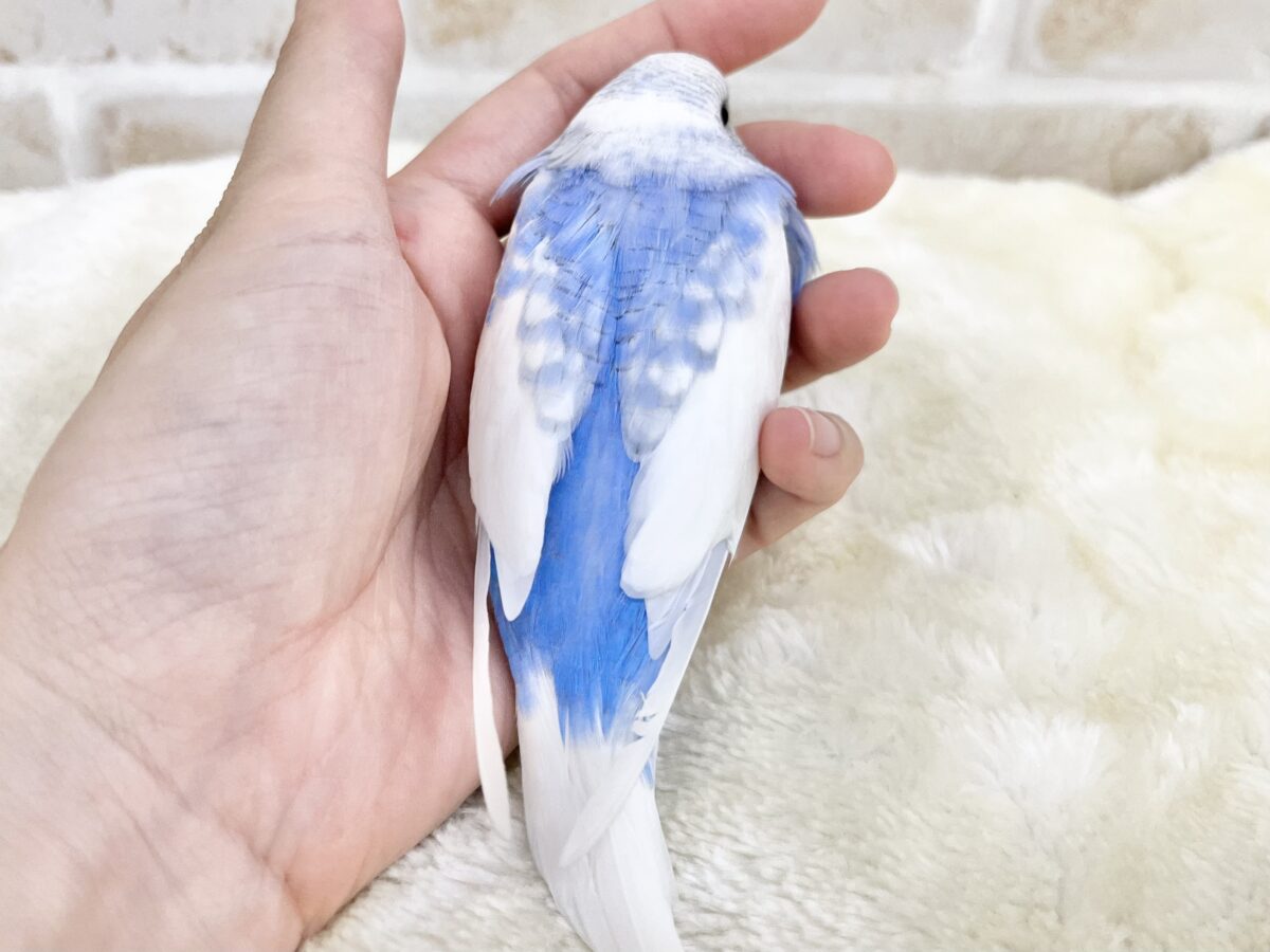 【🆙最新画像あり‼️】まるまるどっしりボディ☁️🩵 セキセイインコ(ブルースパングルパイド) セキセイインコ