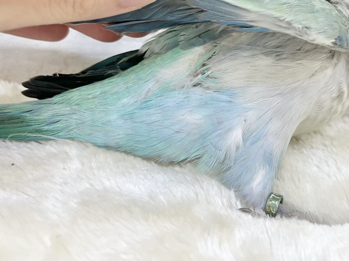 【🆙最新画像あり‼️】キレイなグラデーションカラー🌱🩵✨ オキナインコ(アクアブルーオパーリン) オキナインコ