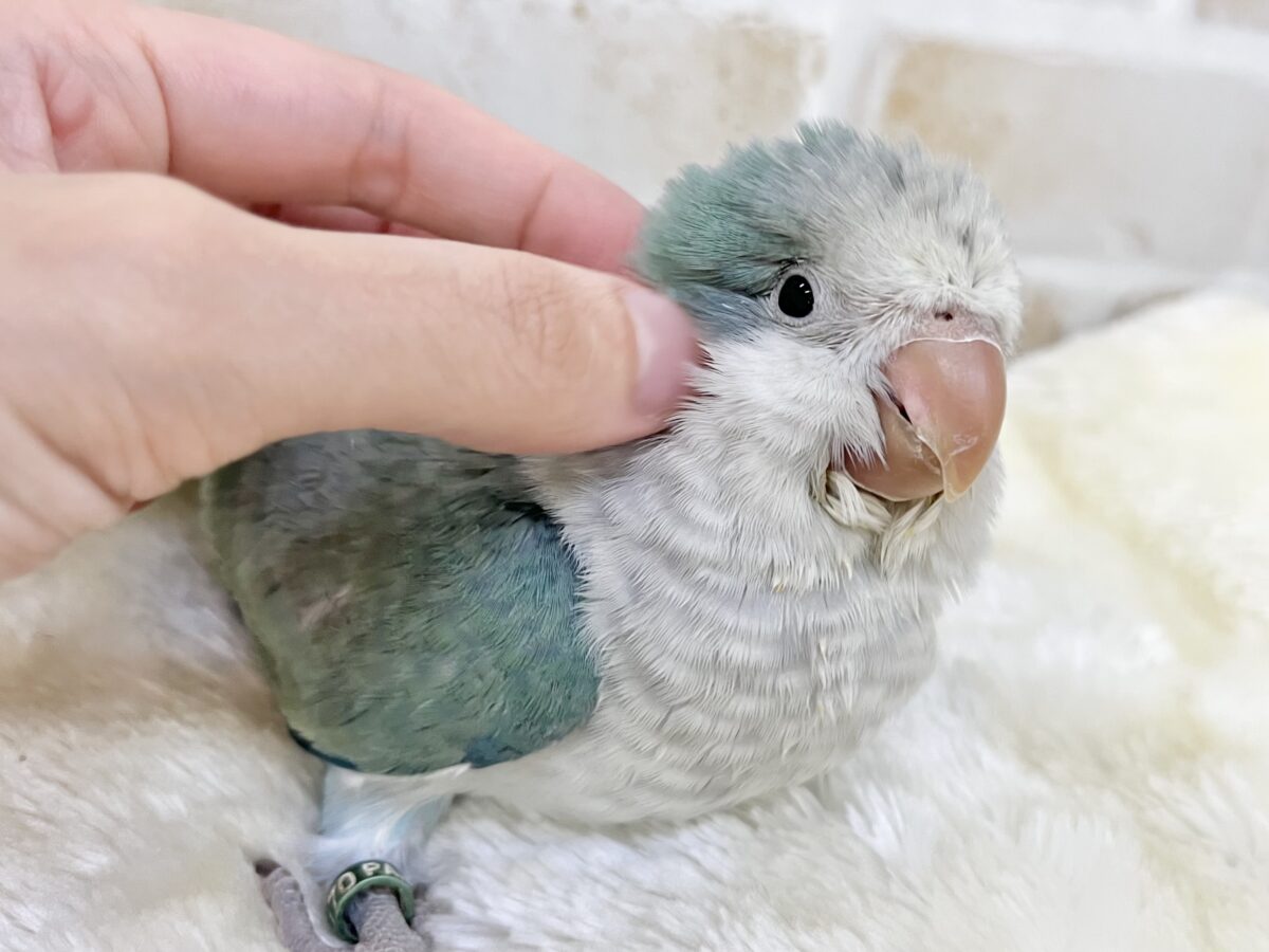 【🆙最新画像あり‼️】キレイなグラデーションカラー🌱🩵✨ オキナインコ(アクアブルーオパーリン) オキナインコ