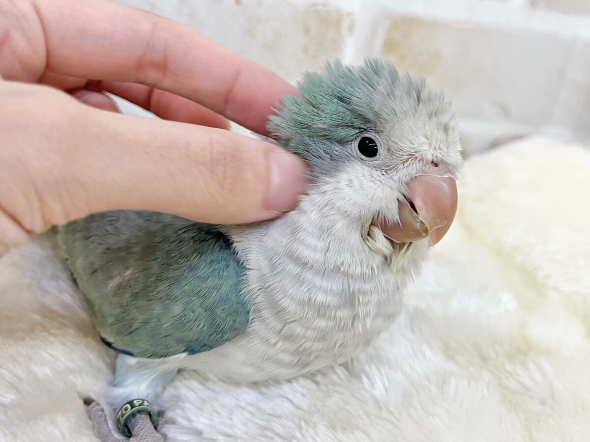 オキナインコ