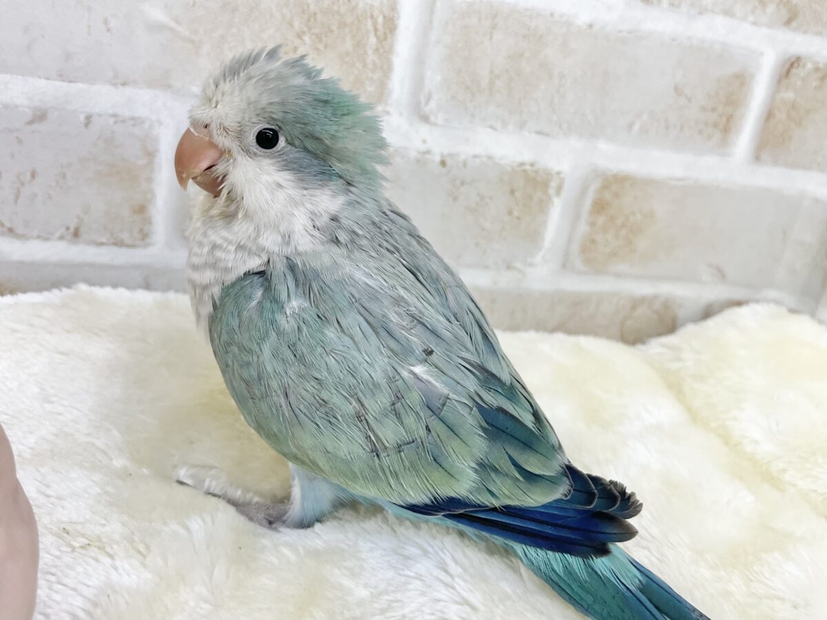 【🆙最新画像あり‼️】キレイなグラデーションカラー🌱🩵✨ オキナインコ(アクアブルーオパーリン) オキナインコ