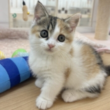 部屋の前で急ストップ⚠️マンチカンちゃん！