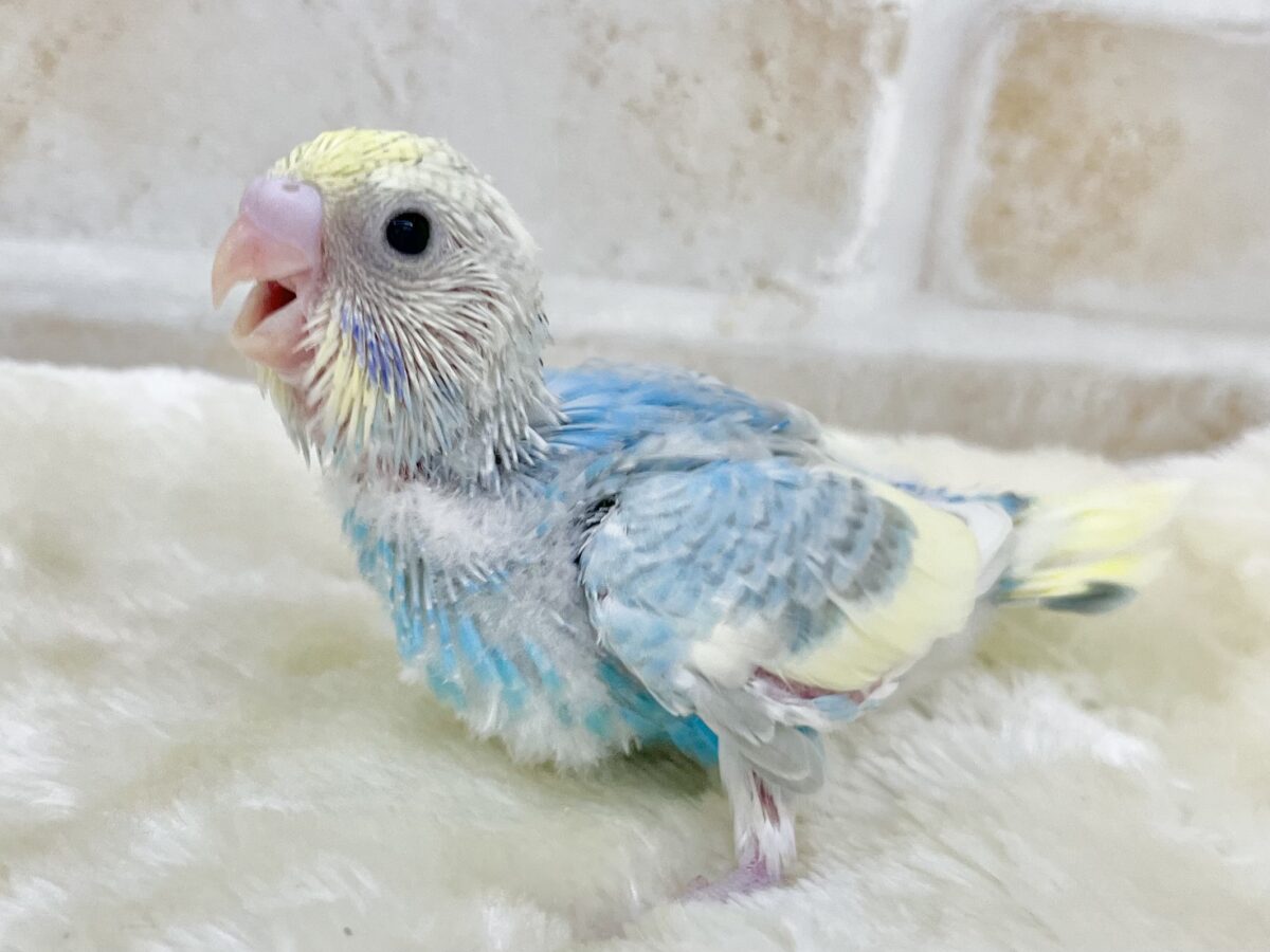 セキセイインコ