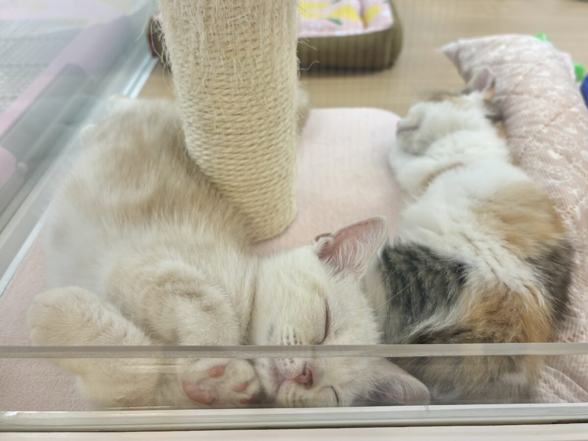 マンチカン