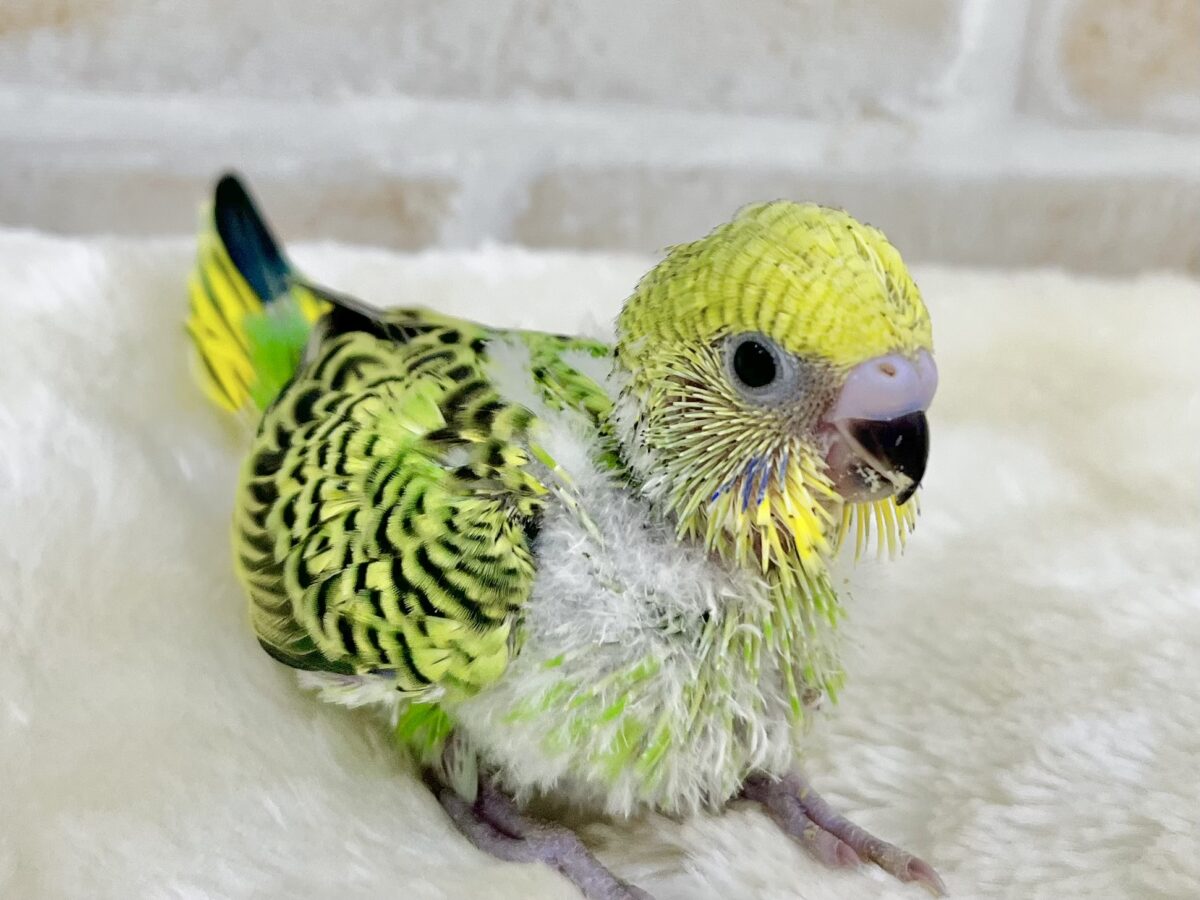 セキセイインコ