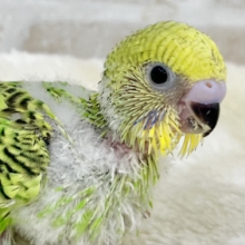 定番グリーン🌱☘️🌿　セキセイインコ（オパーリン）