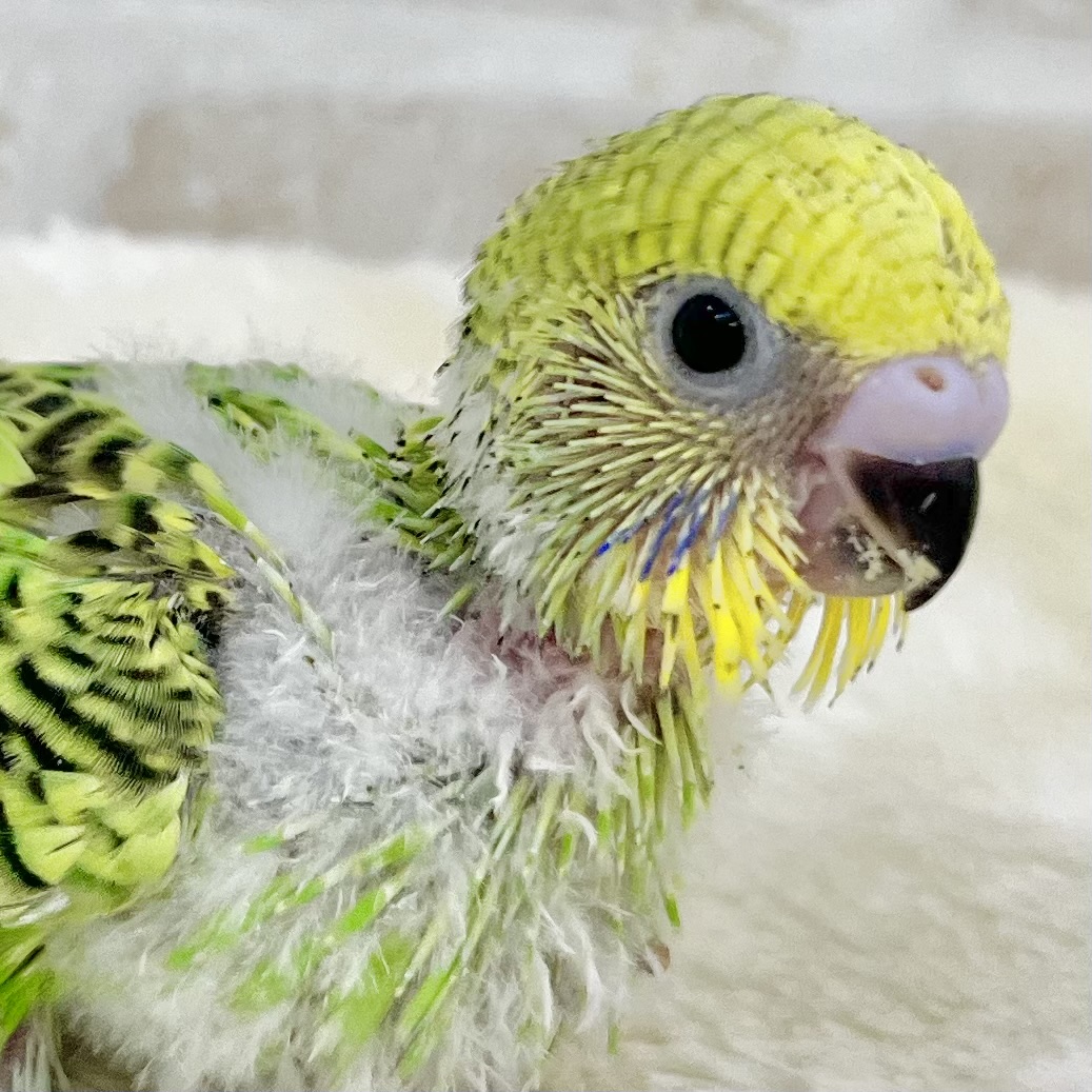 定番グリーン🌱☘️🌿　セキセイインコ（オパーリン）