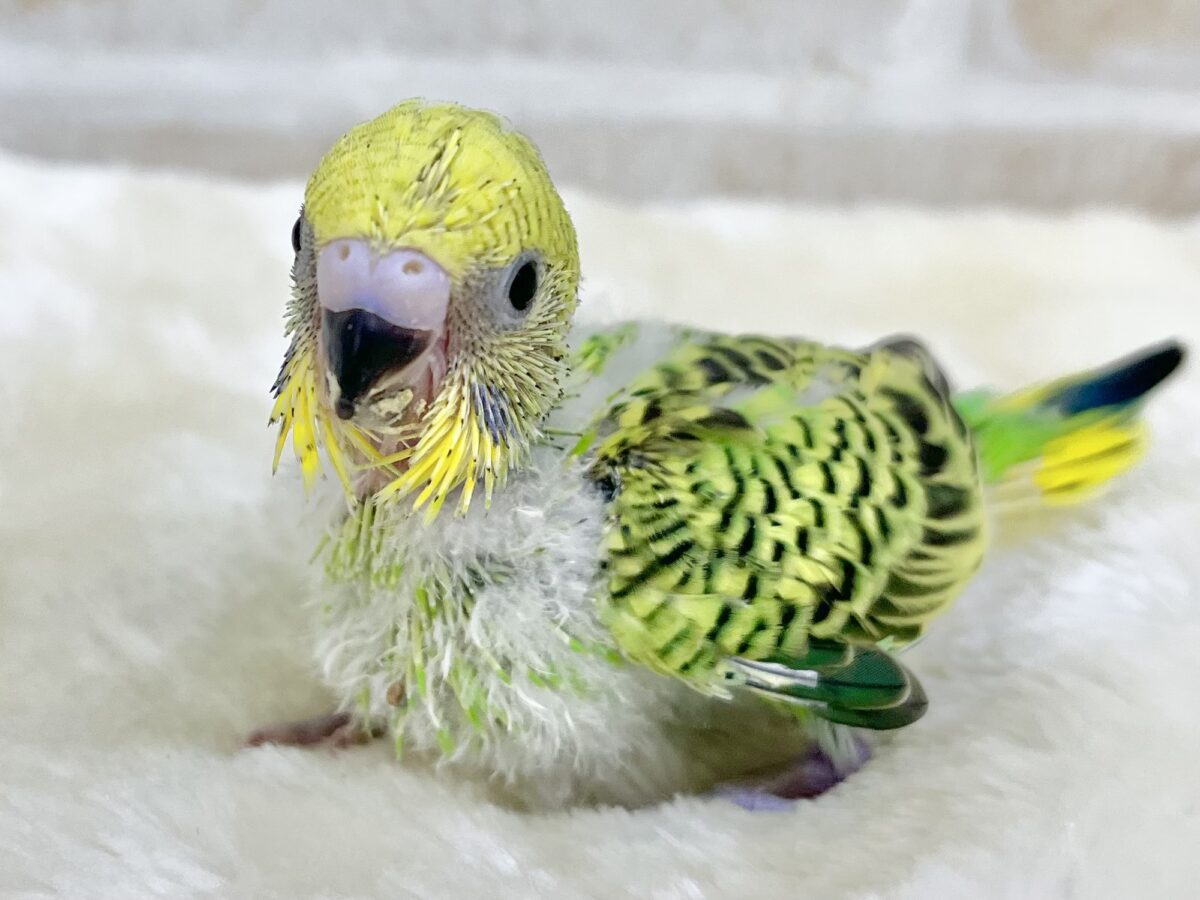 セキセイインコ