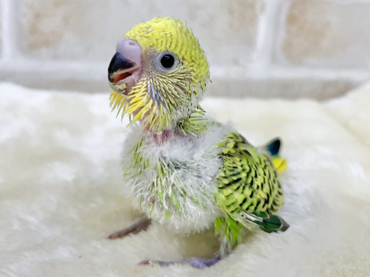 セキセイインコ