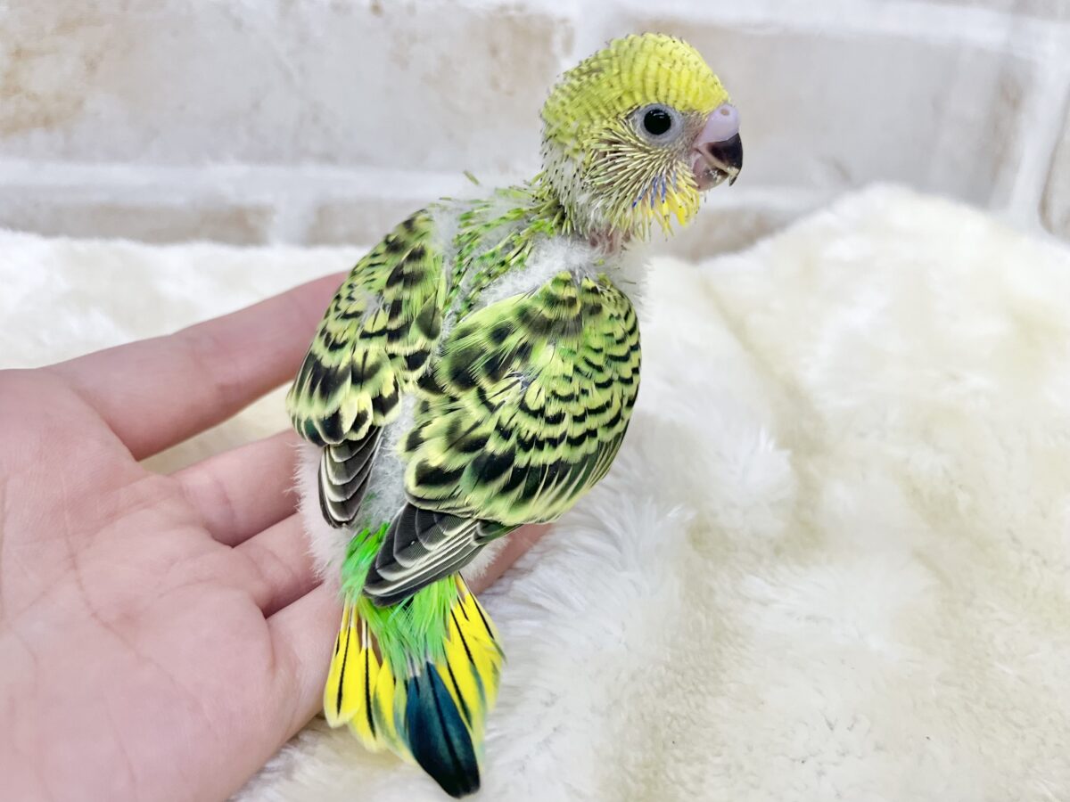 セキセイインコ