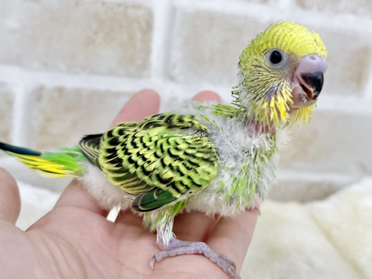 セキセイインコ