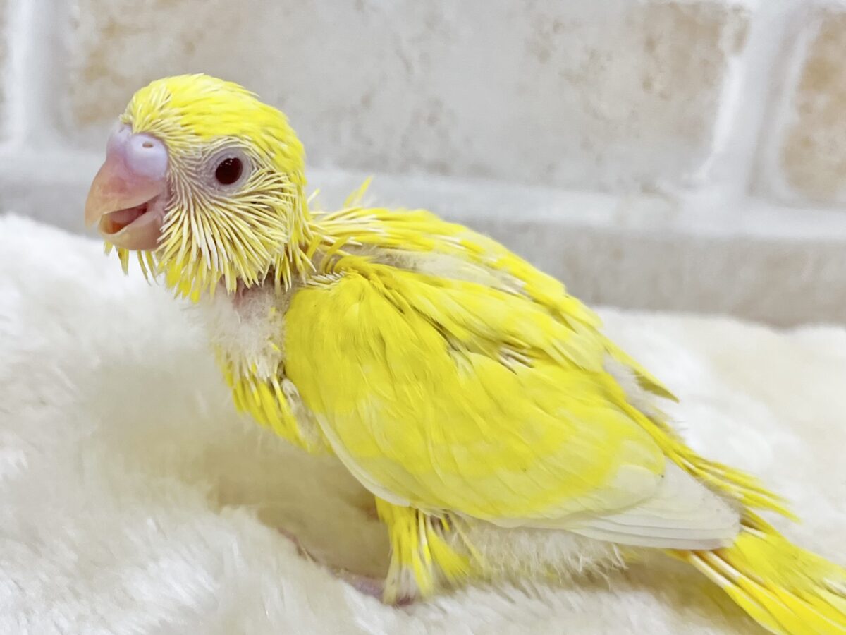 【🆙最新画像あり‼️】キラキラピカピカ🌟🌟🌟 セキセイインコ(ルチノー) セキセイインコ