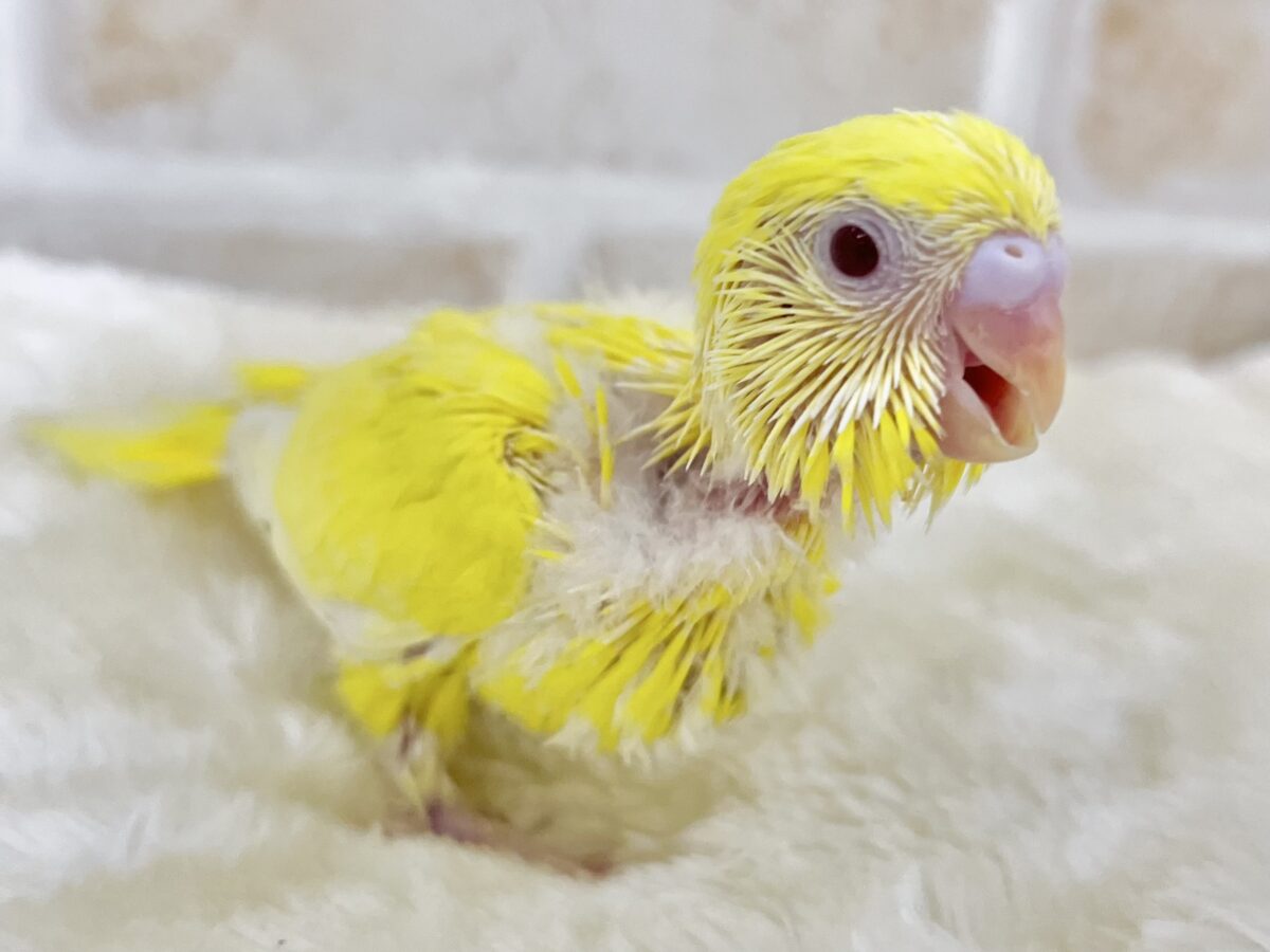 【🆙最新画像あり‼️】キラキラピカピカ🌟🌟🌟 セキセイインコ(ルチノー) セキセイインコ