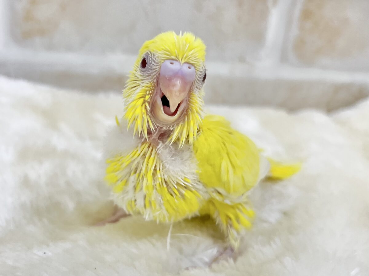 【🆙最新画像あり‼️】キラキラピカピカ🌟🌟🌟 セキセイインコ(ルチノー) セキセイインコ