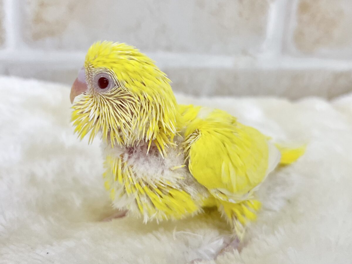 【🆙最新画像あり‼️】キラキラピカピカ🌟🌟🌟 セキセイインコ(ルチノー) セキセイインコ