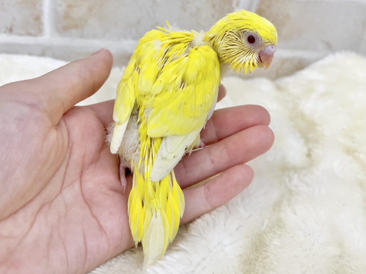 【🆙最新画像あり‼️】キラキラピカピカ🌟🌟🌟 セキセイインコ(ルチノー) セキセイインコ