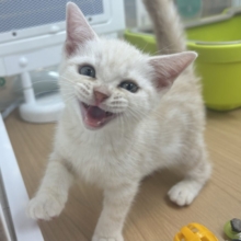 あ……あたちは甘えたがりですっ♡アメリカンショートヘアちゃん！