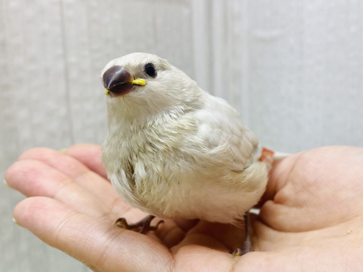 説明画像です