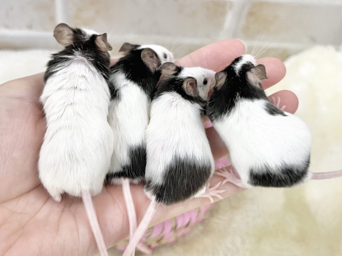 白黒パンダのおチビちゃん🐭💕 パンダマウス 男の子 パンダマウス
