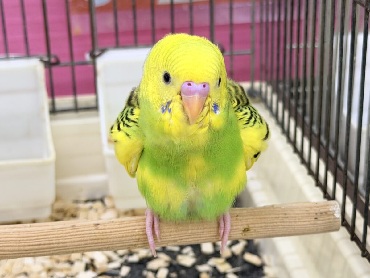 セキセイインコ