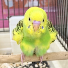 ふわっ♡カキカキさせてくれるよ💕セキセイインコ(グリーンパイド)入荷しました❤️