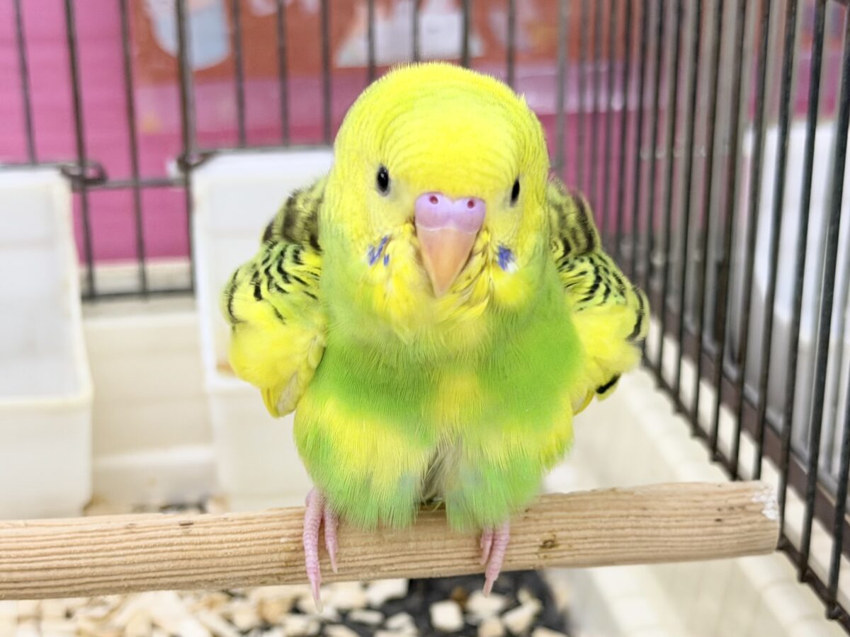 ふわっ♡カキカキさせてくれるよ💕セキセイインコ(グリーンパイド)入荷しました❤️