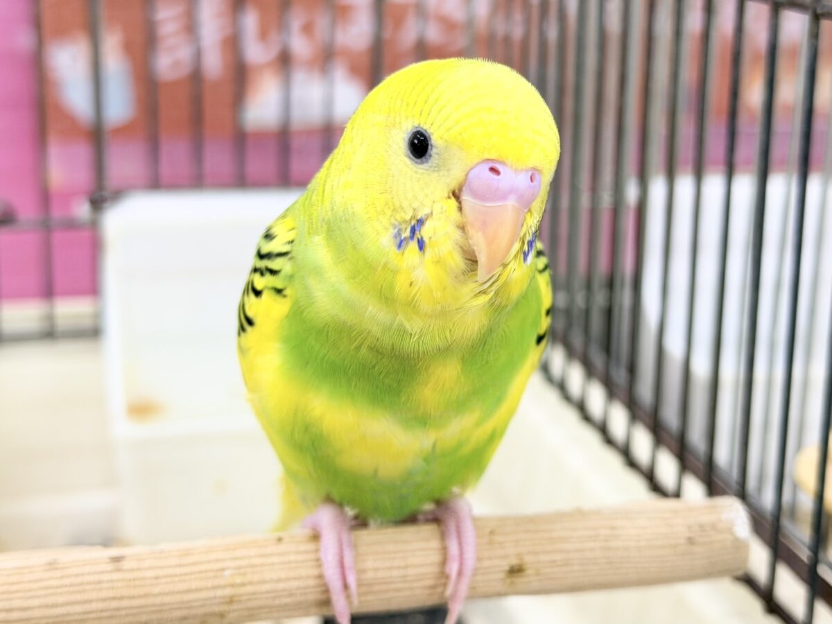 ふわっ♡カキカキさせてくれるよ💕セキセイインコ(グリーンパイド)入荷しました❤️ セキセイインコ