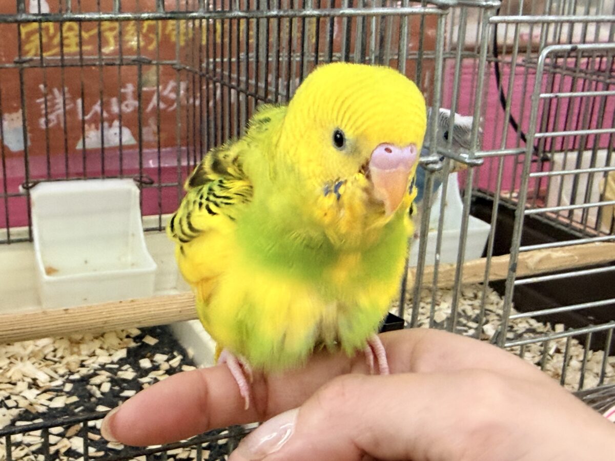 ふわっ♡カキカキさせてくれるよ💕セキセイインコ(グリーンパイド)入荷しました❤️ セキセイインコ