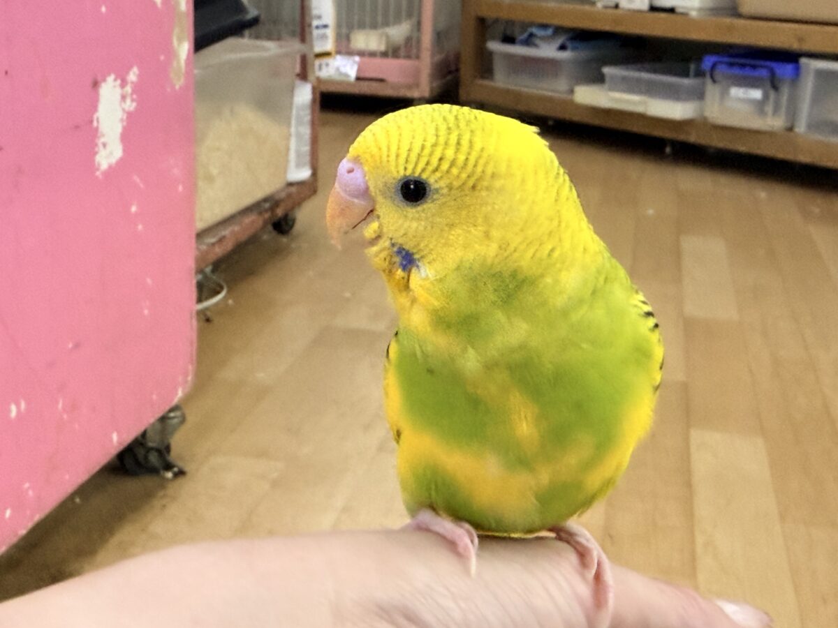 ふわっ♡カキカキさせてくれるよ💕セキセイインコ(グリーンパイド)入荷しました❤️ セキセイインコ
