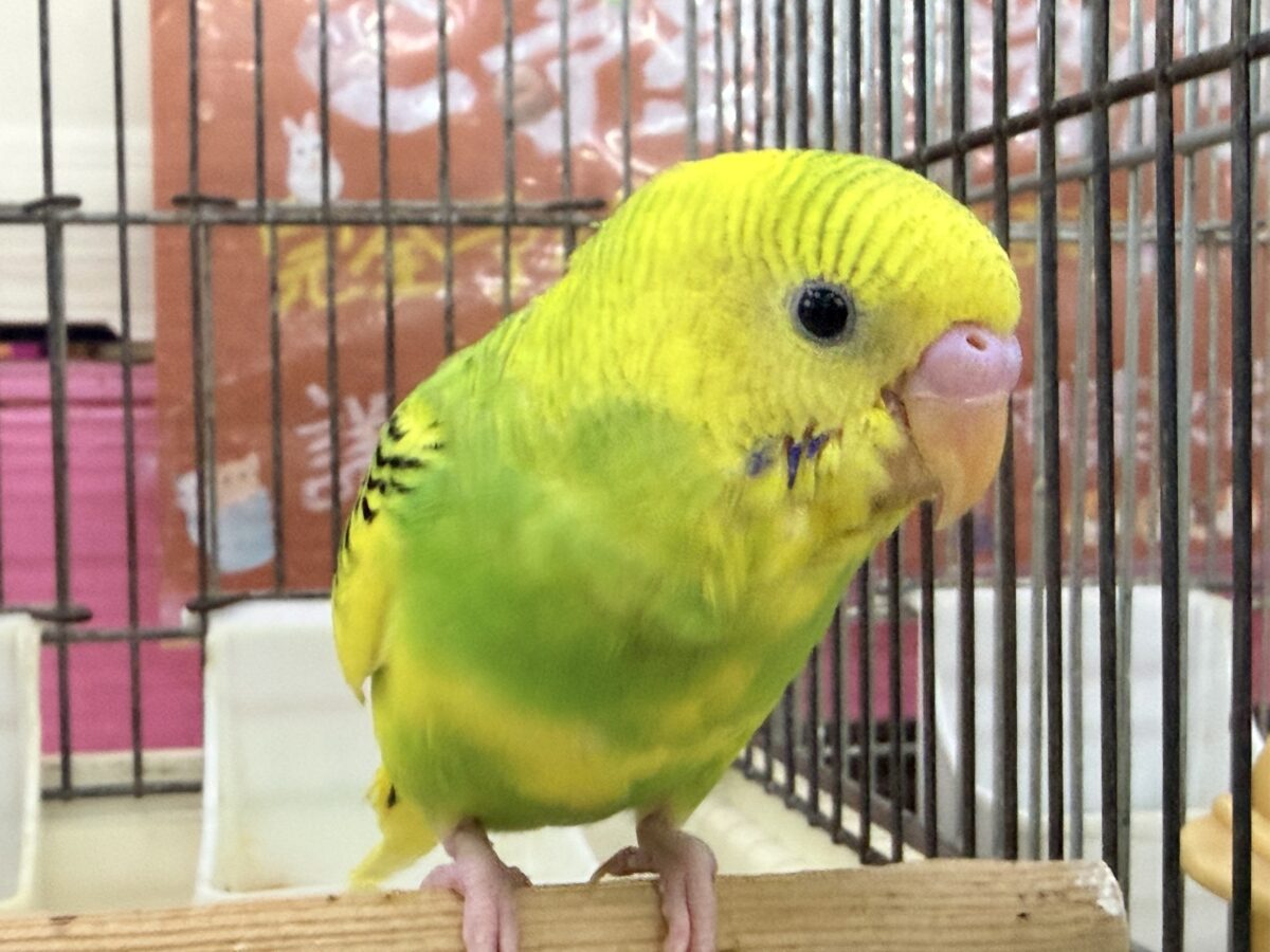 セキセイインコ