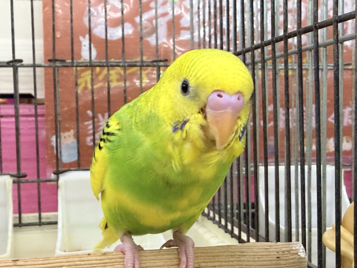 セキセイインコ