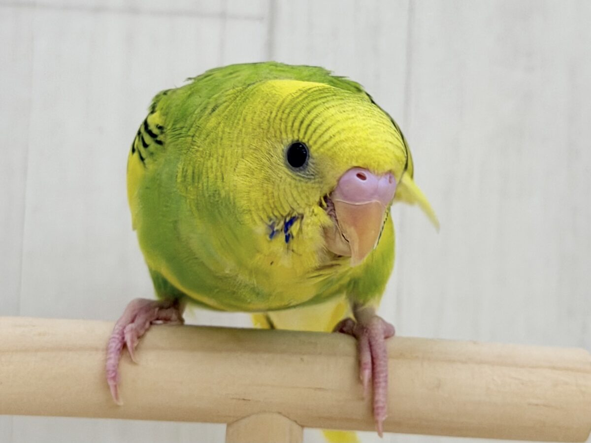 ふわっ♡カキカキさせてくれるよ💕セキセイインコ(グリーンパイド)入荷しました❤️ セキセイインコ