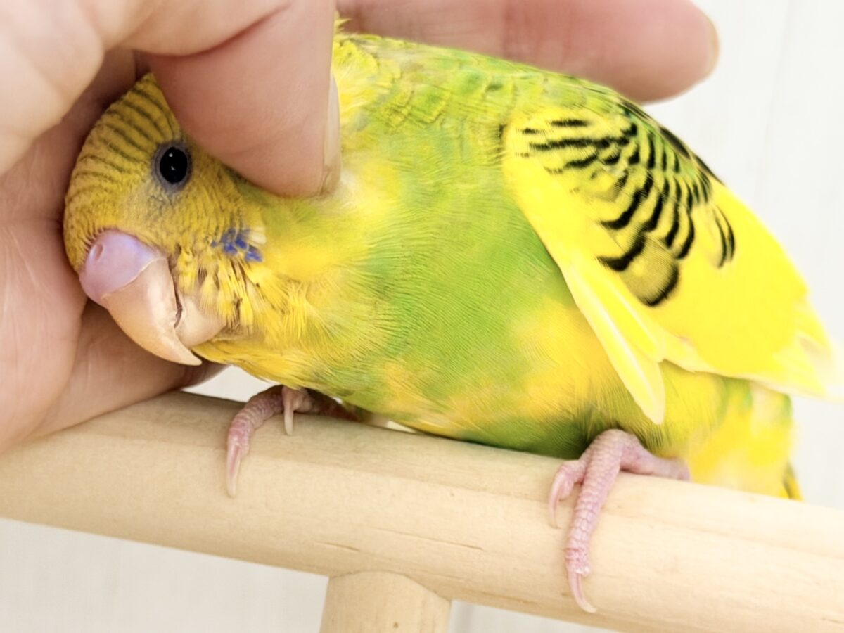 ふわっ♡カキカキさせてくれるよ💕セキセイインコ(グリーンパイド)入荷しました❤️ セキセイインコ
