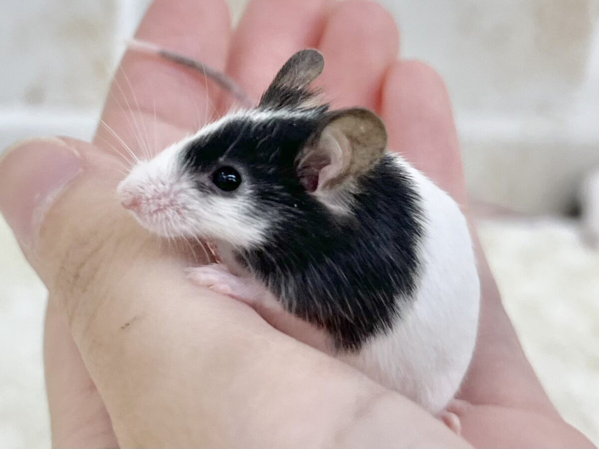 白黒パンダのおチビちゃん🐭💕 パンダマウス 男の子 パンダマウス