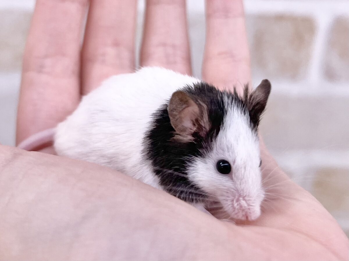 白黒パンダのおチビちゃん🐭💕 パンダマウス 男の子 パンダマウス
