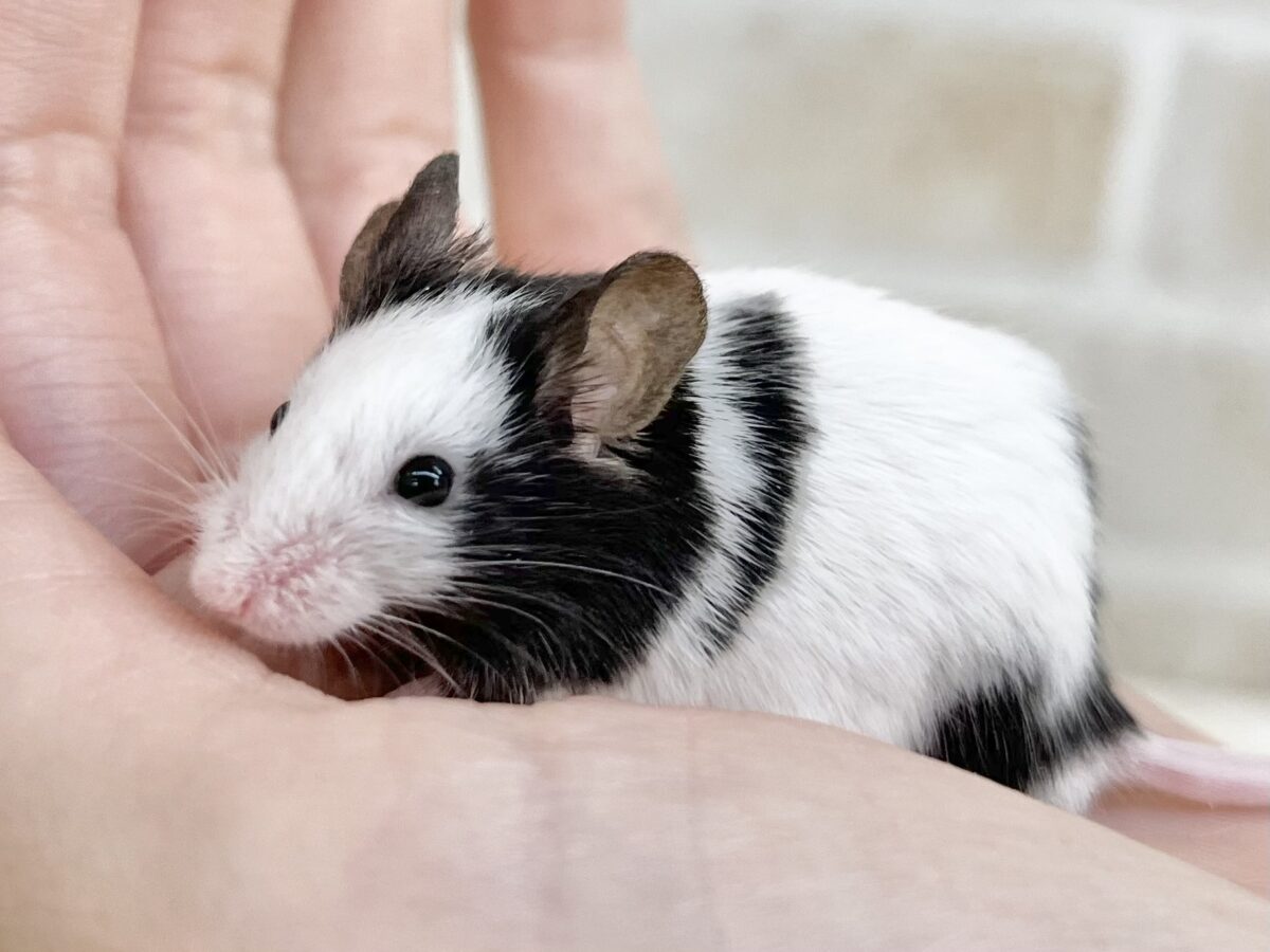 白黒パンダのおチビちゃん🐭💕 パンダマウス 男の子 パンダマウス