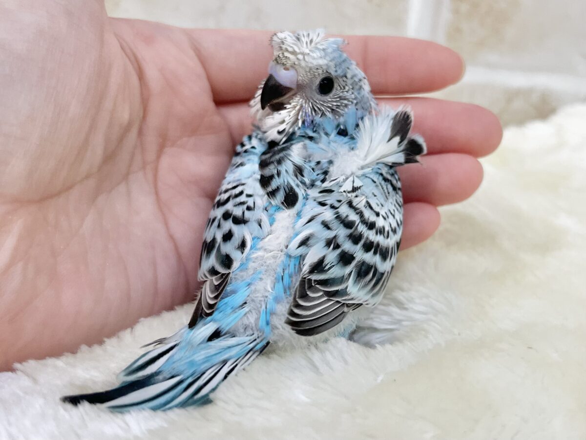 梵天セキセイインコ